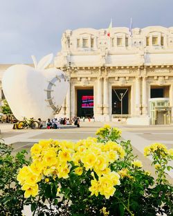 View of flowering plant against building