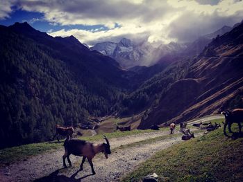 Cows grazing on field against mountains