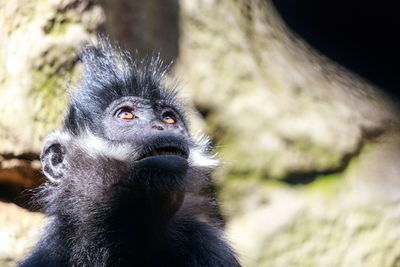 Close-up portrait of gorilla looking away in zoo