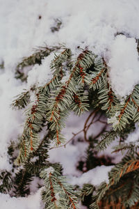 Close-up of snow covered pine tree