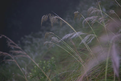 Close-up of grass on field