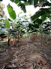 Trees growing in field