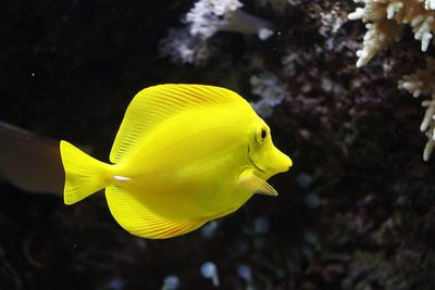 Close-up of yellow fish swimming in sea