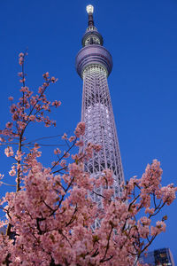 Low angle view of cherry blossom against blue sky