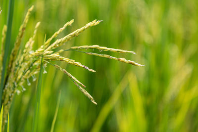 Close-up of stalks in field