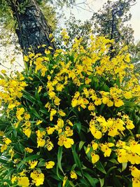 Close-up of yellow flowers