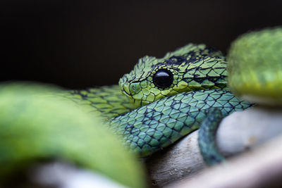 Close-up of snake