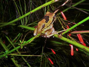 Close-up of insect on grass