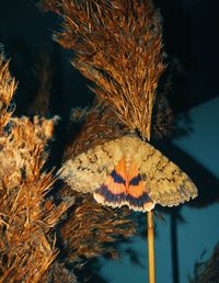 Close-up of dried plant