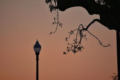 Low angle view of silhouette bird against clear sky