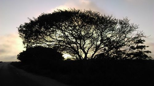 Silhouette tree against sky