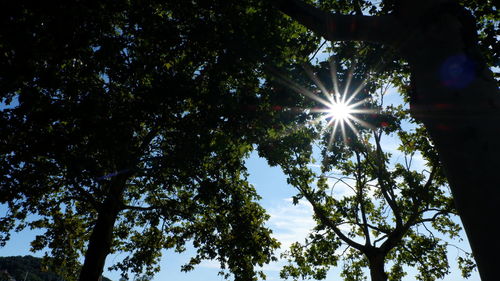 Low angle view of sunlight streaming through tree