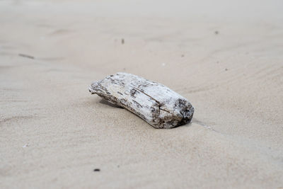 High angle view of driftwood on sand