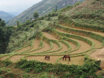 Horses on rice field.