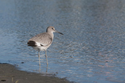 Seagull perching on a lake