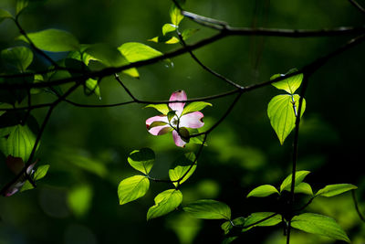 Close-up of flowering plant