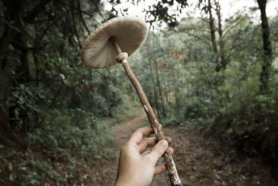 Cropped hand of woman holding mushroom at forest