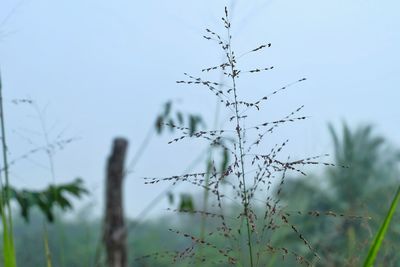 Close-up of twigs against clear sky