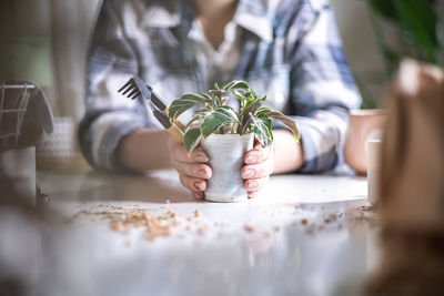 Close-up of potted plant on table