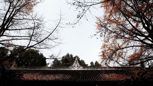 Low angle view of trees against sky