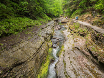 River amidst trees in forest