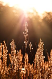 Close-up of stalks in field against bright sun