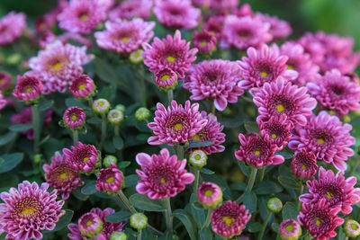 Close-up of pink flowering plants in park