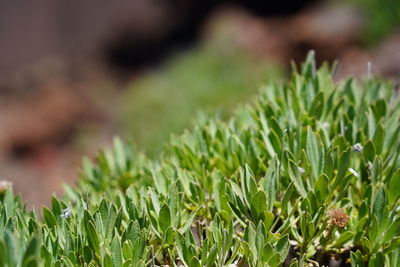 Close-up of fresh green grass in field