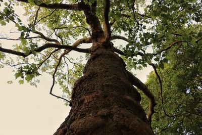 Low angle view of tree against sky