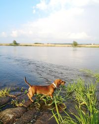 Dog in a lake oder
