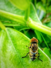 Close-up of insect on leaf