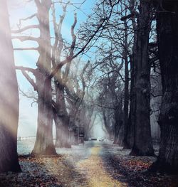 Road passing through trees