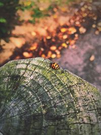 Close-up of ladybug on tree trunk