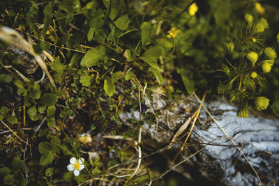 Close-up of fresh green plants