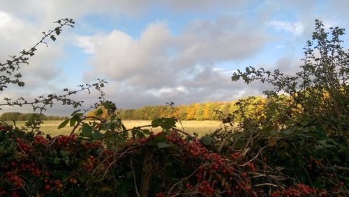 Plants and trees against sky