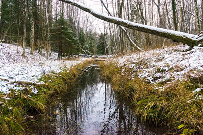 River amidst bare trees in forest
