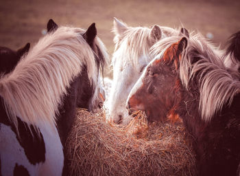 Close-up of horses eating outdoors