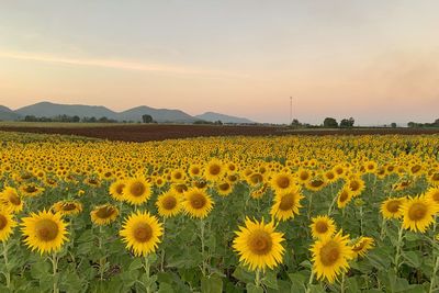 Scenic view of sunflower field against sky