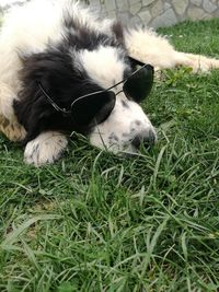 Close-up of dog on field