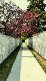 Narrow walkway along trees