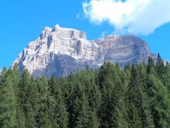 Low angle view of trees on mountain against sky