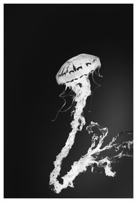 Close-up of jellyfish against black background