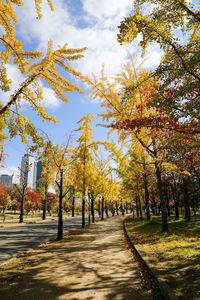 Trees in park against sky during autumn