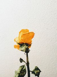 Close-up of flower against the wall