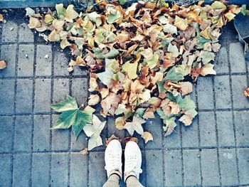 Low section of woman standing by maple leaves on footpath