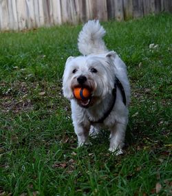 Dog standing on grassy field