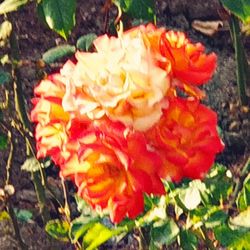 Close-up of flowers blooming outdoors