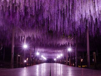 Flowers hanging over empty pathway