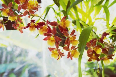 Close-up of yellow flowering plant