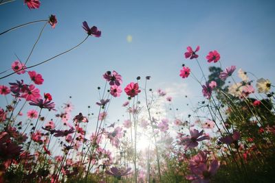 Low angle view of pink flowers blooming against sky